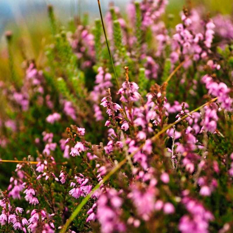 Snowdonia Way — Low Route Guided olympus digital camera