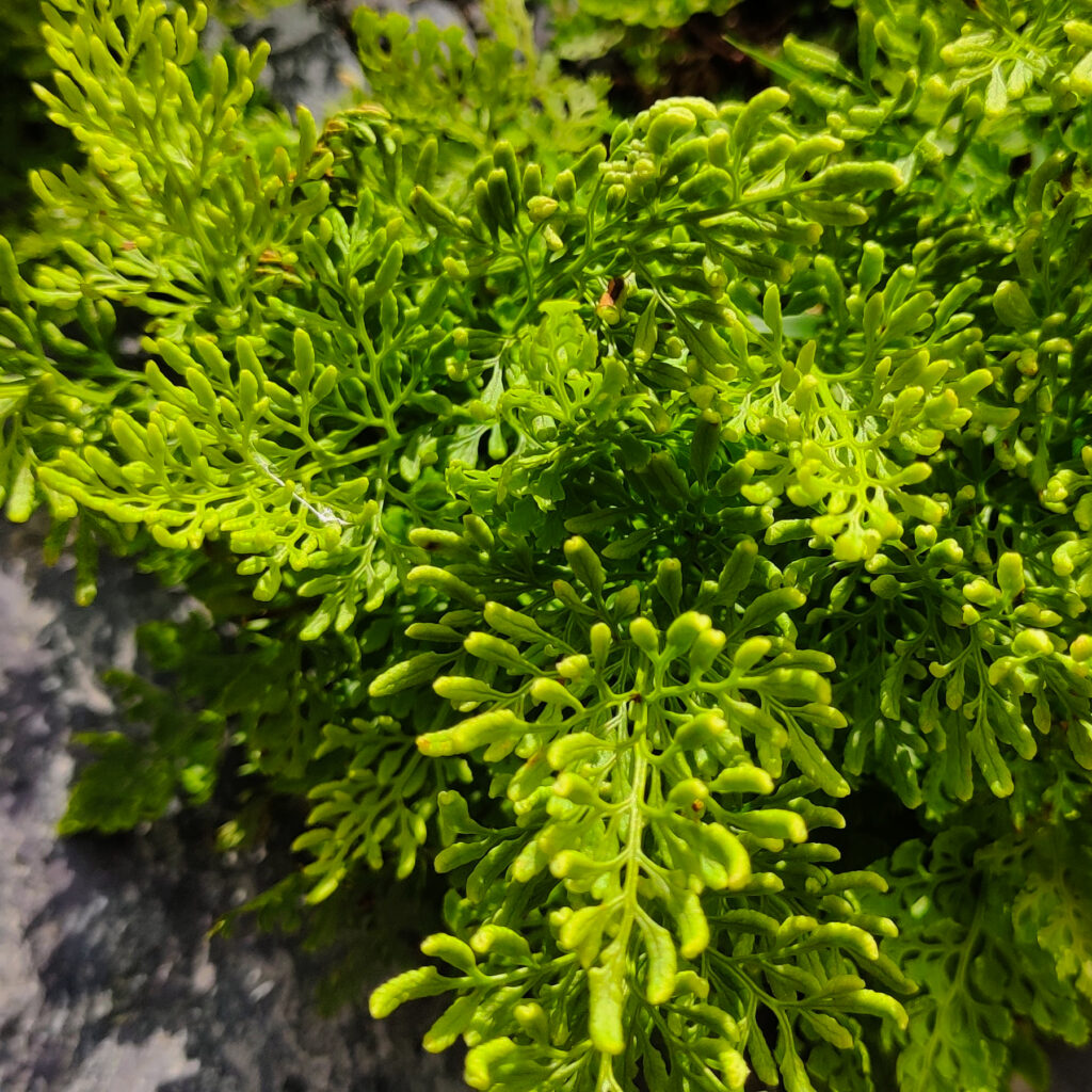 Snowdonia Way — High Route Guided img 20240622 114009