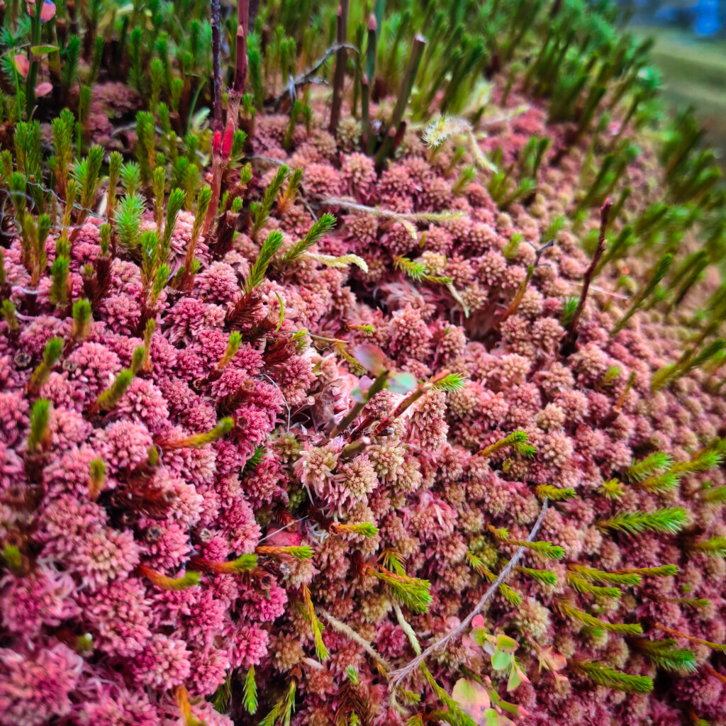 Snowdonia Way — High Route Guided img 20241004 160537