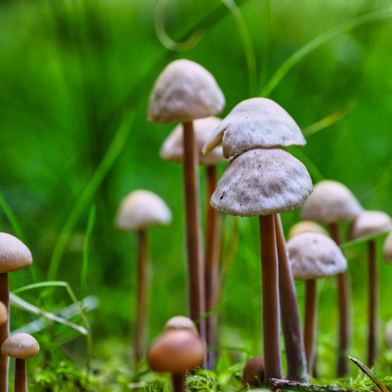 Snowdonia Way — Low Route Guided olympus digital camera