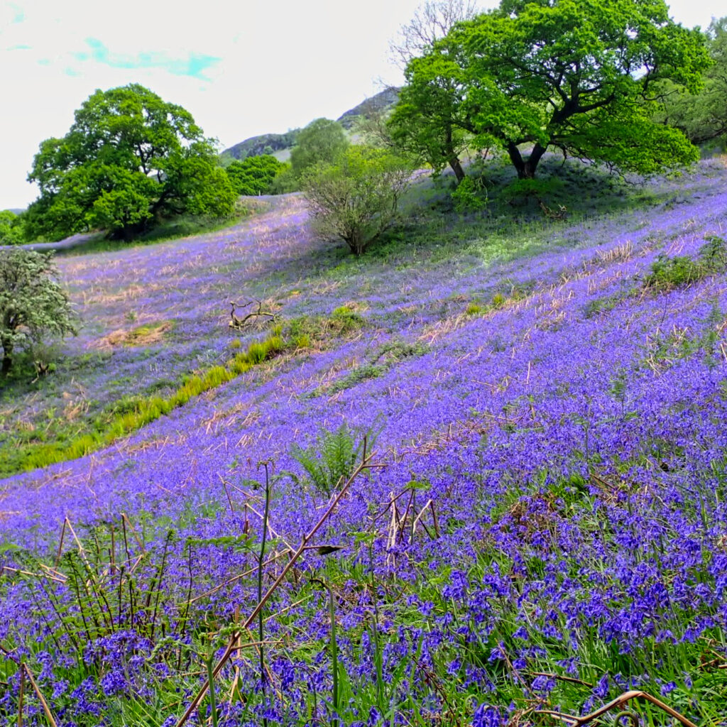 West Highland Way — Low Route Mentored Expedition p5150600